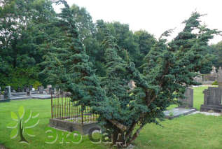 Можжевельник чешуйчатый "Мейери"(Juniperus squamata 'Meyeri')