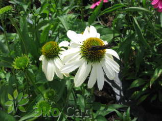 Эхинацея пурпурная "Аляска" (Echinacea purpurea ‘Alaska’)