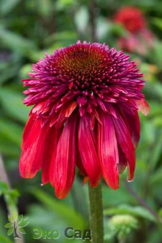 Эхинацея пурпурная "Эксцентрик" (Echinacea purpurea ‘Eccentric’)