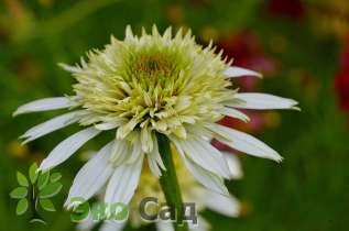 Эхинацея пурпурная "Грин Лайн" (Echinacea purpurea ‘Green Line’)