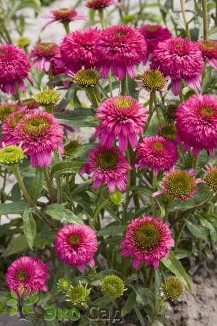 Эхинацея пурпурная "Пикколино" (Echinacea purpurea ‘Piccolino’)