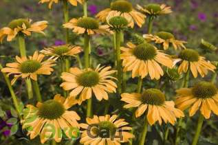Эхинацея пурпурная "Саммер Пэшн" (Echinacea purpurea ‘Summer Passion’)
