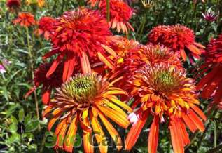 Эхинацея пурпурная "Саммер Сальса" (Echinacea purpurea ‘Summer Salsa’)