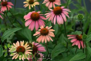 Эхинацея пурпурная "Саммер Коктейль" (Echinacea purpurea ‘Summer Cocktail’)