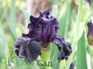 Ирис бородатый "Блэк Фантом" (Iris germanica ‘Black Phantom’)