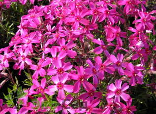 Флокс шиловидный "Темискаминг" (Phlox subulata ’Temiskaming’)