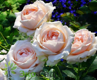 Роза "Лакре" (Rose 'Lacre') 