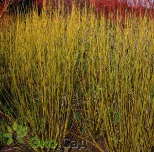 Дерен отпрысковый "Флавирамеа" (Cornus sericea 'Flaviramea')