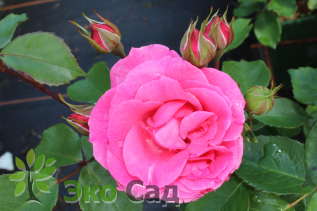 Роза "Том Том" (Rosa 'Tom Tom')