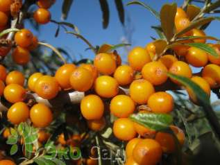 Облепиха крушиновидная "Фрисдорфер Оранж" (Hippophae rhamnoides 'Friesdorfer Orange')