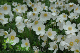 Ветреница  лесная (Anemone sylvestris)