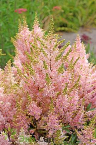 Астильба "Юник Салмон" (Astilbe 'Younique Salmon')