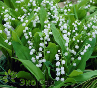 Ландыш майский "Бордо" (Convallaria majalis ‘Bordeaux’)