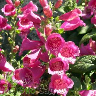 Наперстянка пурпурная "Виртуозо Ред" (Digitalis purpurea ’Virtuoso Red’)