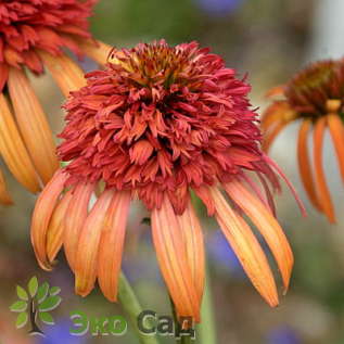 Эхинацея "Иррезистибл" (Echinacea purpurea ‘Irresistible’)