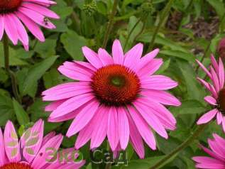 Эхинацея "Руби Джайнт" (Echinacea purpurea ‘Ruby Giant’)