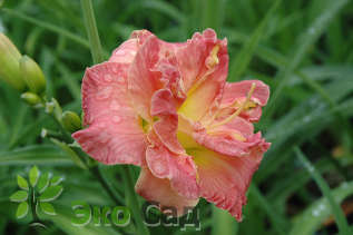 Лилейник "Лейси Дойли" (Hemerocallis 'Lacy Doily')