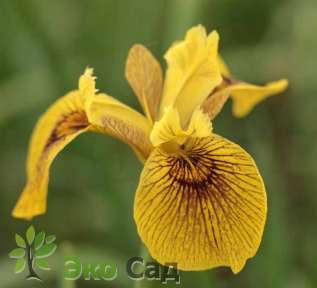 Ирис желтый=болотный "Берлин Тайгер" (Iris pseudacorus 'Berlin Tiger'’)