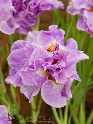Ирис сибирский "Пинк Парфэ" (Iris sibirica  'Pink Parfait')