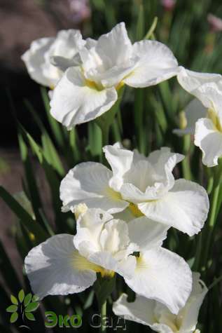 Ирис сибирский "Сванз ин Флайт" (Iris sibirica  'Swans in Flight')