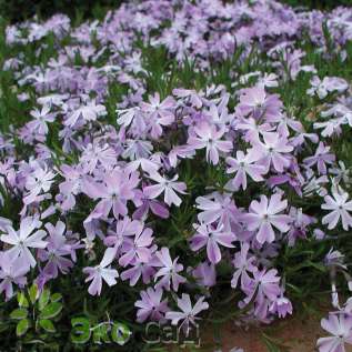 Флокс шиловидный "Эмеральд Кушн Блю" (Phlox subulata ’Esmerald Cushion Blue’)