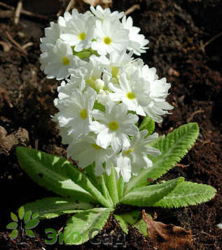 Примула мелкозубчатая "Уайт" (Primula denticulata White)