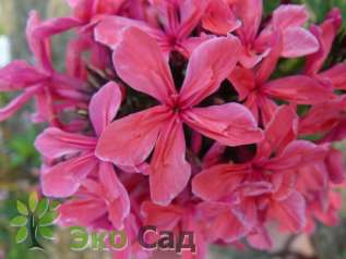 Флокс метельчатый "Клеопатра" (Phlox paniculata 'Cleopatra')