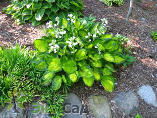 Хоста "Рейнфорест Санрайз" (Hosta ‘Rainforest Sunrise’)