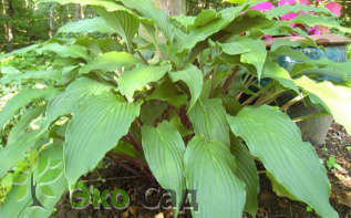 Хоста "Ред Нек Хивен" ( Hosta ‘Red Neck Heaven’)