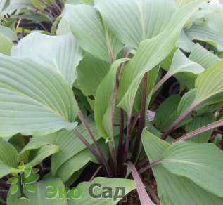Хоста "Ред Октоубер" (Hosta ‘Red October’)