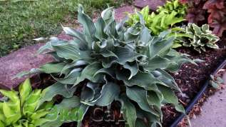 Хоста "Рестлесс Си" (Hosta ‘Restless Sea’)