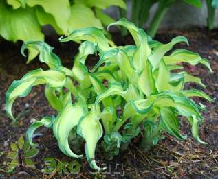 Хоста "Рипл Эффект" (Hosta ‘Ripple Effect’)