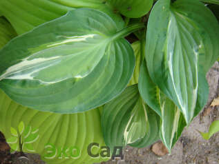 Хоста "Снейк Айз" (Hosta ‘Snake Eyes’)