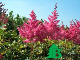 Астильба Арендса "Федерзее" (Astilbe arendsii "Federsee")