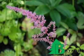 Астильба Арендса "Марс" (Astilbe arendsii Mars)