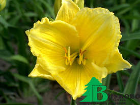 Лилейник гибридный  "Баттеркап Парад" (Hemerocallis hybrida Buttercup Parade)