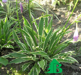 Хоста гибридная "Стилетто" (Hosta hybrida Stilettо)