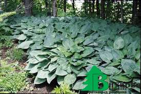 Хоста гибридная "Гиацинтина" (Hosta hybride Hyacinthina)