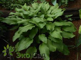 Хоста гибридная "Ханибеллз" (Hosta hybrida Honeybells)