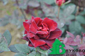 Роза "Баркароле" (Rose Barkarole)