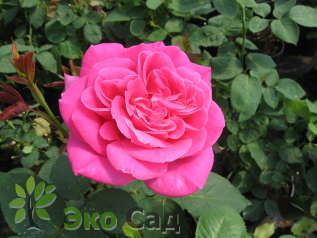 Роза "Пинк Пис" (Rose Pink Peace)