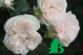 Роза "Себастьян Кнейпп" (Rose Sebastian Kneipp)