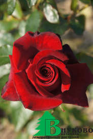 Роза "Прайд оф Ингланд" (Rose Pride of England)