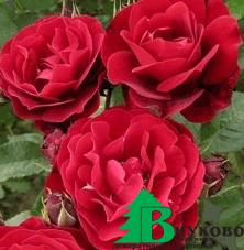 Роза "Сонгз оф Прэйз" (Rose Songs Of Praise)
