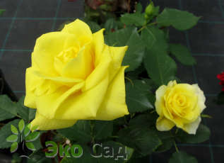 Роза "Фрезия" (Rose Fresia)