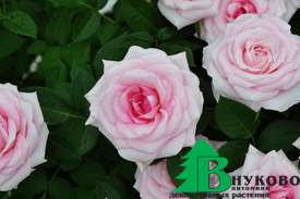 Роза "Фламинго" (Rose Flamingo)