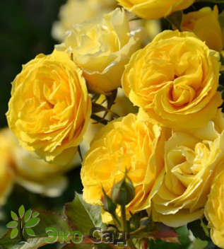 Роза "Эзе" (Rose Eze)