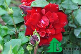 Роза "Хэппи Уандерер" (Rose Happy Wanderer)