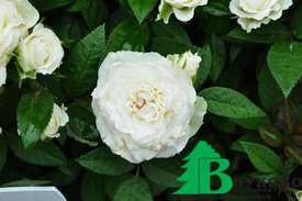 Роза "Уайт Джуэл" (Rose White Jewel)