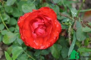 Роза "Флуоресцент" (Rose Fluorescent)